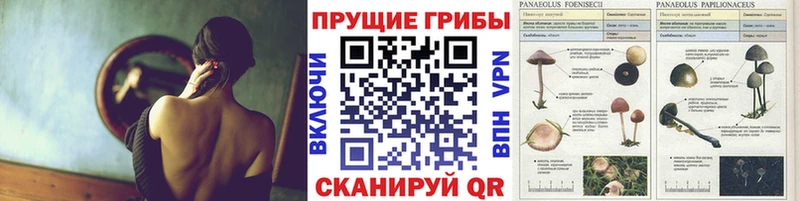 hydra вход  Котовск  Псилоцибиновые грибы мицелий  где продают  